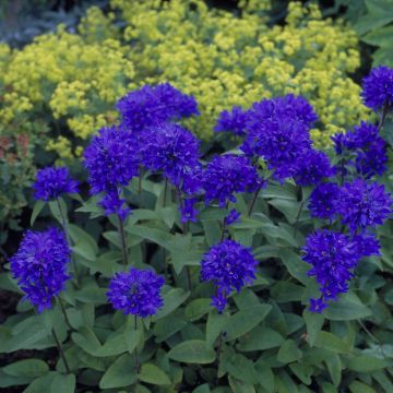 Campanula glomerata Superba