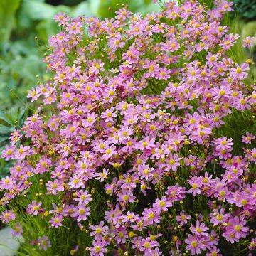 Coreopsis rosea American Dream