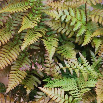 Dryopteris erythrosora Prolifica