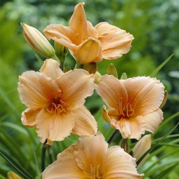 Hemerocallis Baley Hay
