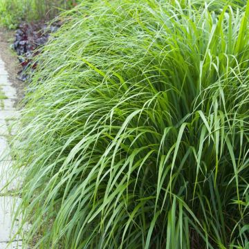 Calamagrostis brachytrica