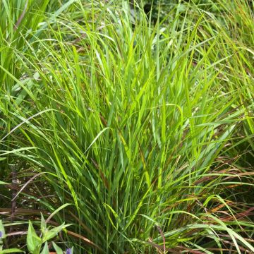 Panicum virgatum Rehbraun