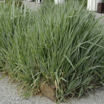Phalaris arundinacea