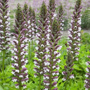 Acanthus hungaricus White Lips