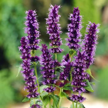 Agastache Black Adder