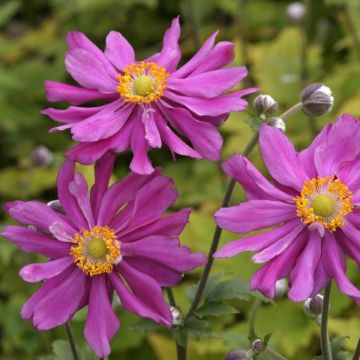 Anemone Prins Heinrich