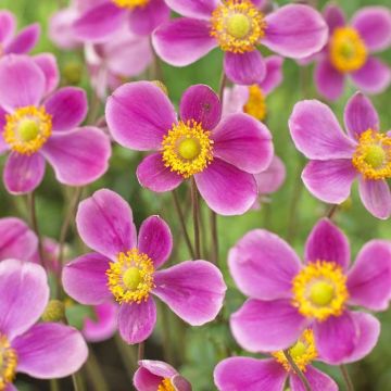 Anemone hupehensis Splendens