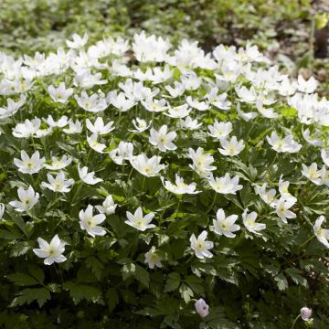 Anemone nemorosa