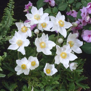 Anemone Sylvestris