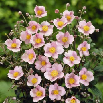 Anemone tomentosa Robustissima