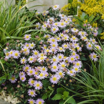 Aster ageratoides Stardust