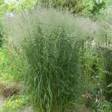 Calamagrostis x acutiflora Karl Foerster