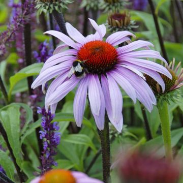 Echinacea purpurea Magnus
