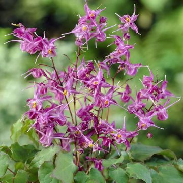Epimedium grandiflorum Lilafee