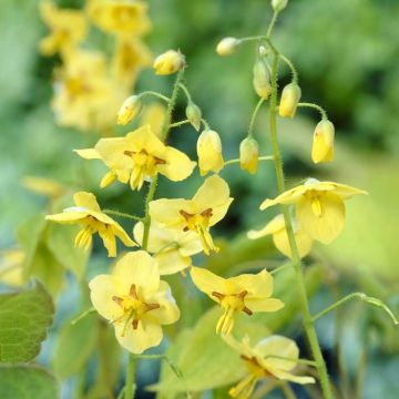 Epimedium pinnatum subsp. colchicum