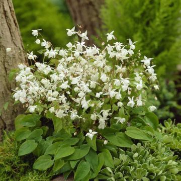 Epimedium youngianum Niveum