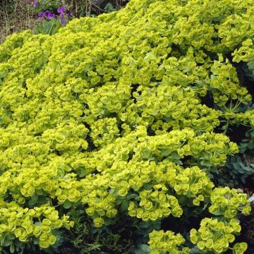 Euphorbia myrsinites