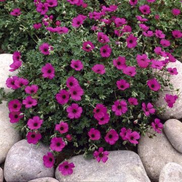 Geranium cinereum Subcaulescens