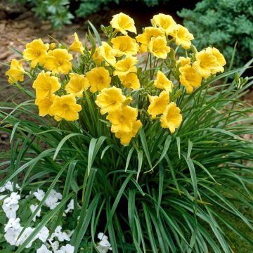 Hemerocallis Stella d'Oro