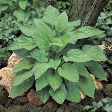 Hosta fortunei Hyacinthina
