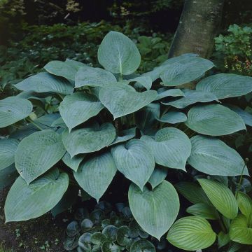 Hosta Krossa Regal
