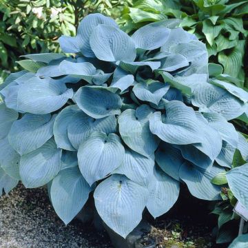 Hosta sieboldiana Elegans