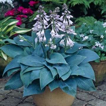Hosta tardiana Halcyon