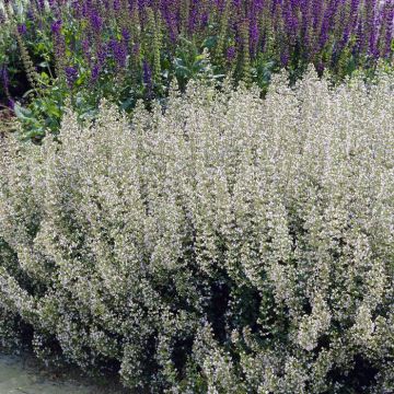 Nepeta faassenii Snowflake, Salvia