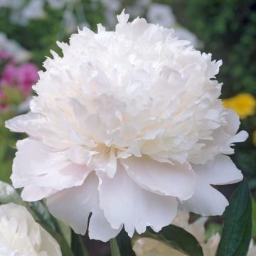 Paeonia Shirley Temple