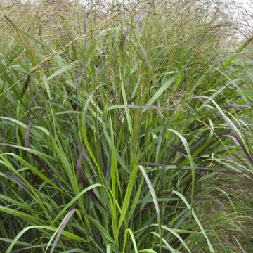 Panicum Squaw sel