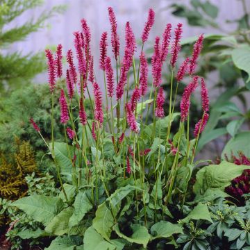 Persicaria amplexicaulis Speciosa