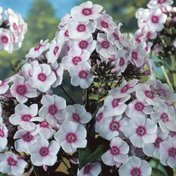 Phlox paniculata Europa