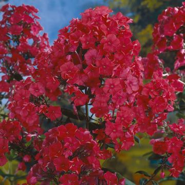 Phlox paniculata Starfire
