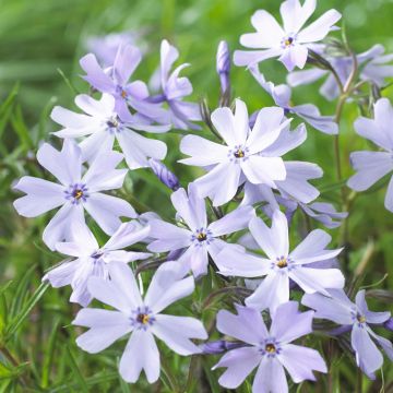 Phlox Emerald Cushion Blue