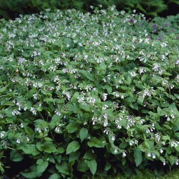 Symphytum grandiflorum Wisley Blue
