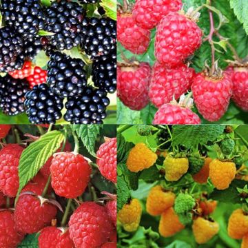 Rubus Collection.jpg