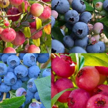 Vaccinium Collection.jpg