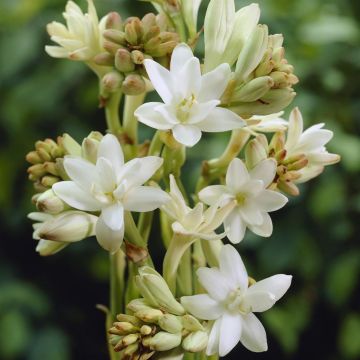 Polianthes tuberosa plena