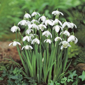 Galanthus.jpg