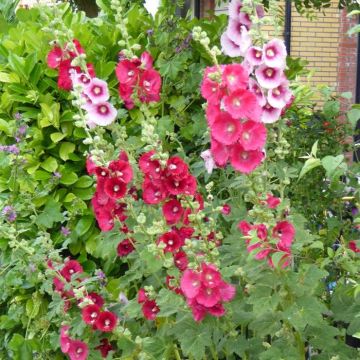 Althaea rosea mix