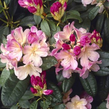 Rhododendron Percy Wiceman