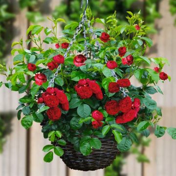 Hanging basket Fairy Red
