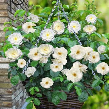 Hanging basket Fairy White