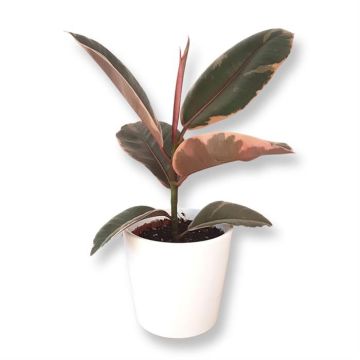 Ficus elastica Belize 12 cm