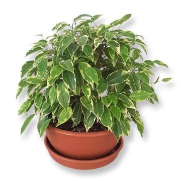 Ficus benja variegated Kinky 17 cm schaal.jpg