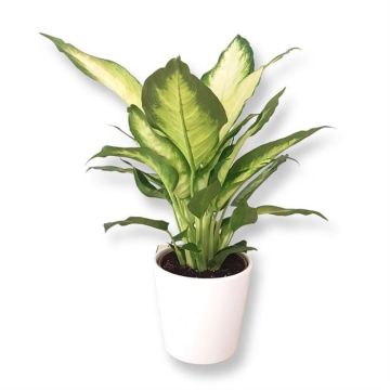 Dieffenbachia Bertina.jpg