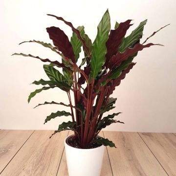 Calathea Rufibarba