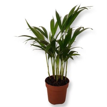 Areca Dypsis v2