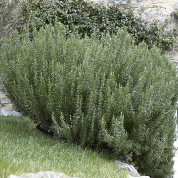 Rosmarinus officinalis