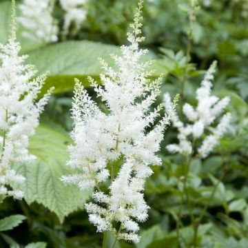 Astilbe Diamant